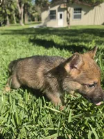 Jade, a female German Shepherd Dog for sale in Lakeland, FL – Photo 5 of 7