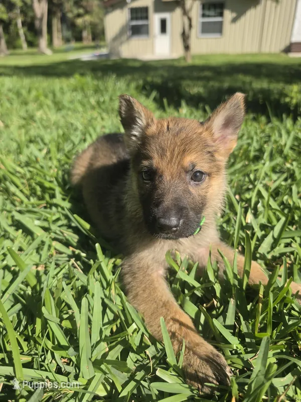 Jade – German Shepherd Dog puppy for sale in Lakeland, FL