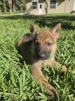 Jade, a female German Shepherd Dog for sale in Lakeland, FL – Photo 1 of 7