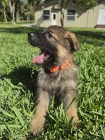 Taffy, a female German Shepherd Dog for sale in Lakeland, FL – Photo 3 of 5