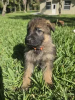 Taffy, a female German Shepherd Dog for sale in Lakeland, FL – Photo 5 of 5