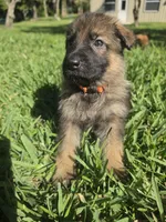 Taffy, a female German Shepherd Dog for sale in Lakeland, FL – Photo 2 of 5