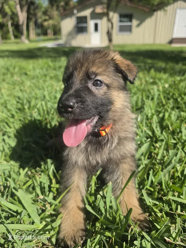 Taffy – German Shepherd Dog puppy for sale in Lakeland, FL