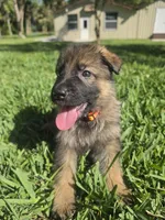 Taffy, a female German Shepherd Dog for sale in Lakeland, FL – Photo 1 of 5