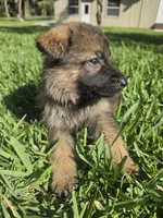 Taffy, a female German Shepherd Dog for sale in Lakeland, FL – Photo 4 of 5