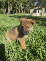Pinkie, a female German Shepherd Dog for sale in Lakeland, FL – Photo 3 of 5