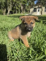 Pinkie, a female German Shepherd Dog for sale in Lakeland, FL – Photo 1 of 5