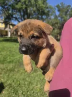 Pinkie, a female German Shepherd Dog for sale in Lakeland, FL – Photo 2 of 5