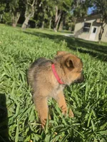 Pinkie, a female German Shepherd Dog for sale in Lakeland, FL – Photo 4 of 5