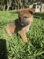 Pinkie, a female German Shepherd Dog for sale in Lakeland, FL – Photo 5 of 5