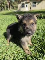 Hunter, a male German Shepherd Dog for sale in Lakeland, FL – Photo 1 of 7