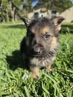 Hunter, a male German Shepherd Dog for sale in Lakeland, FL – Photo 3 of 7