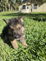 Hunter, a male German Shepherd Dog for sale in Lakeland, FL – Photo 7 of 7