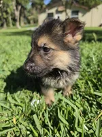Hunter, a male German Shepherd Dog for sale in Lakeland, FL – Photo 5 of 7