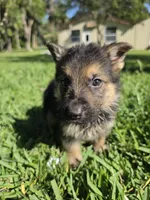 Hunter, a male German Shepherd Dog for sale in Lakeland, FL – Photo 6 of 7