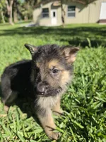 Hunter, a male German Shepherd Dog for sale in Lakeland, FL – Photo 2 of 7