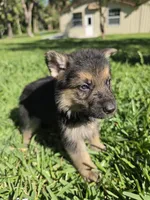 Hunter, a male German Shepherd Dog for sale in Lakeland, FL – Photo 4 of 7