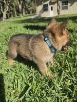 Ivey, a female German Shepherd Dog for sale in Lakeland, FL – Photo 3 of 5