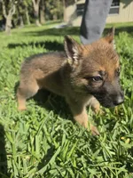 Ivey, a female German Shepherd Dog for sale in Lakeland, FL – Photo 5 of 5