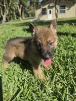Ivey, a female German Shepherd Dog for sale in Lakeland, FL – Photo 2 of 5