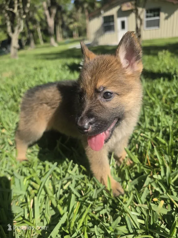 Ivey – German Shepherd Dog puppy for sale in Lakeland, FL