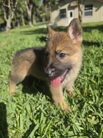Ivey, a female German Shepherd Dog for sale in Lakeland, FL – Photo 1 of 5