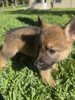 Ivey, a female German Shepherd Dog for sale in Lakeland, FL – Photo 4 of 5