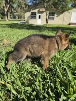 Chase, a male German Shepherd Dog for sale in Lakeland, FL – Photo 8 of 8
