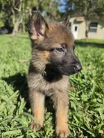 Chase, a male German Shepherd Dog for sale in Lakeland, FL – Photo 3 of 8