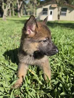 Chase, a male German Shepherd Dog for sale in Lakeland, FL – Photo 7 of 8