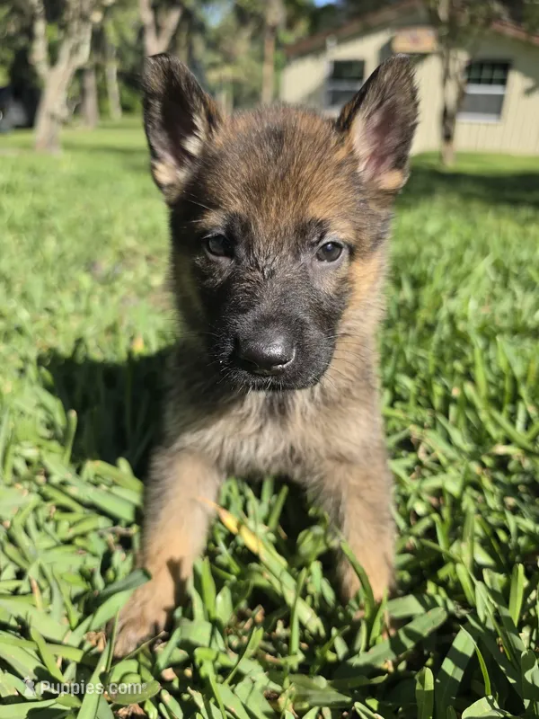 Chase – German Shepherd Dog puppy for sale in Lakeland, FL