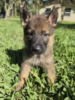Chase, a male German Shepherd Dog for sale in Lakeland, FL – Photo 1 of 8