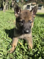 Chase, a male German Shepherd Dog for sale in Lakeland, FL – Photo 5 of 8