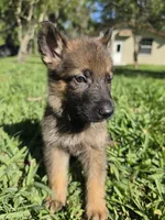 Chase, a male German Shepherd Dog for sale in Lakeland, FL – Photo 6 of 8