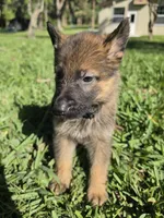 Chase, a male German Shepherd Dog for sale in Lakeland, FL – Photo 4 of 8