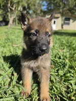 Chase, a male German Shepherd Dog for sale in Lakeland, FL – Photo 2 of 8