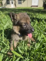 Beanie, a male German Shepherd Dog for sale in Lakeland, FL – Photo 2 of 5