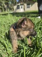 Beanie, a male German Shepherd Dog for sale in Lakeland, FL – Photo 3 of 5