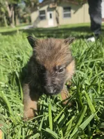 Beanie, a male German Shepherd Dog for sale in Lakeland, FL – Photo 4 of 5