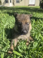 Beanie, a male German Shepherd Dog for sale in Lakeland, FL – Photo 1 of 5