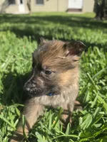 Beanie, a male German Shepherd Dog for sale in Lakeland, FL – Photo 5 of 5