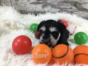 AKC Frankfort – Miniature Schnauzer puppy for sale in Blue Springs, NE