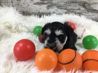 AKC Frankfort, a male Miniature Schnauzer for sale in Blue Springs, NE – 1 of 1