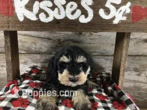 Scooby AKC – Miniature Schnauzer puppy for sale in Blue Springs, NE