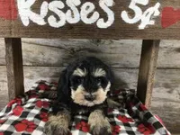 Scooby AKC, a male Miniature Schnauzer for sale in Blue Springs, NE – 1 of 1