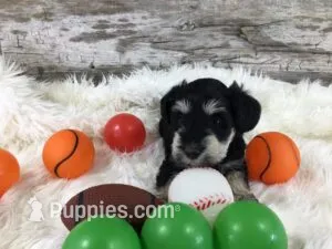 Bradford AKC – Miniature Schnauzer puppy for sale in Blue Springs, NE