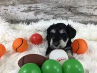 Bradford AKC, a male Miniature Schnauzer for sale in Blue Springs, NE – 1 of 1