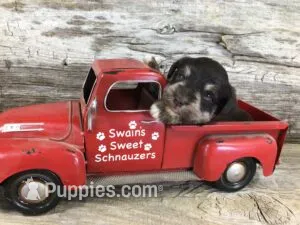 Buzz AKC – Miniature Schnauzer puppy for sale in Blue Springs, NE