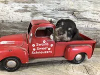 Buzz AKC, a male Miniature Schnauzer for sale in Blue Springs, NE – 1 of 1