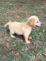Golden retriever girl, a female Golden Retriever for sale in Selmer, TN – 2 of 2